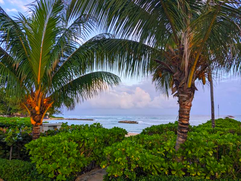 Palms in sunset with ocean