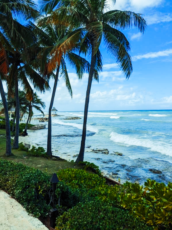 Palms and ocean waves